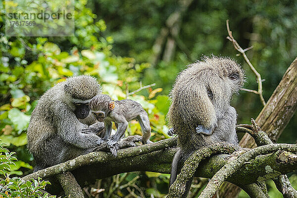 Familie der Grünen Meerkatzen (Chlorocebus pygerythrus) im Monkeyland Primate Sanctuary bei Pletteberg Bay  Südafrika; Südafrika