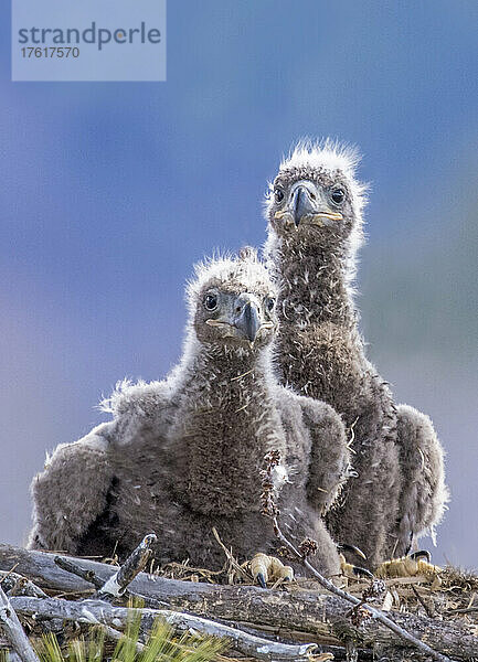 Zwei Weißkopfseeadlerjunge (Haliaeetus leucoclephalus) in einem Nest  die nach draußen schauen; Minnesota  Vereinigte Staaten von Amerika