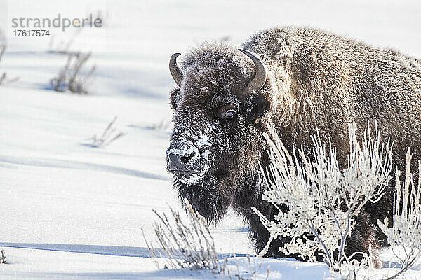 Schneebedeckte Bisonkuh (Bison bison)  die an einem sonnigen Wintertag auf einem verschneiten Feld neben mit Frost bedecktem Salbeibusch (Artemisia tridentata) steht; Yellowstone National Park  Vereinigte Staaten von Amerika