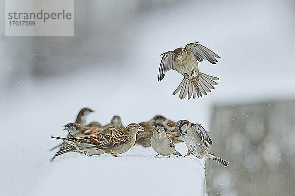 Haussperlinge (Passer domesticus) sammeln sich an einem Wintertag; Bayern  Deutschland