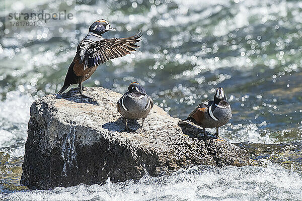 Drei Harlekin-Enten (Histrionicus histrionicus)  die auf einem Felsen stehen  der von den Wellen des Yellowstone River umgeben ist  und sich im Sonnenlicht sonnen  wobei eine Ente mit den ausgestreckten Flügeln schlägt; Yellowstone National Park  Wyoming  Vereinigte Staaten von Amerika