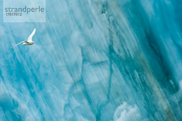 Eine elfenbeinfarbene Möwe fliegt vor einer blauen Gletscherkulisse.