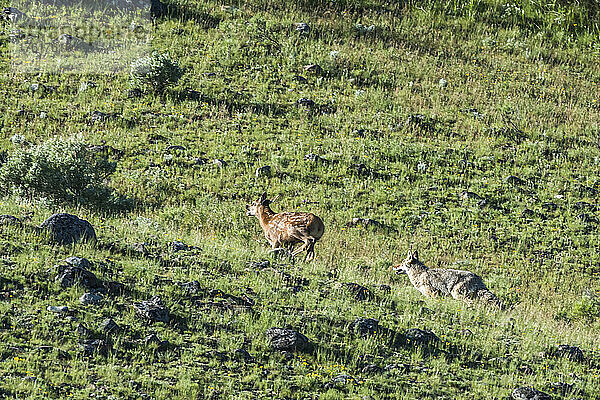 Ein Kojote (Canis latrans) jagt einen jungen Elch (Cervus canadensis) über ein grasbewachsenes Feld; Yellowstone National Park  Vereinigte Staaten von Amerika