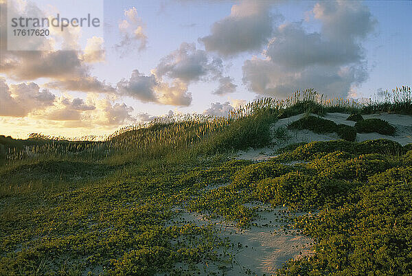 Hafer  Dünen und Strand am Oregon Inlet; OREGON INLET  NORTH CAROLINA.