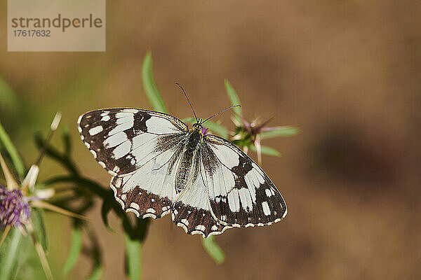 Iberischer Marmorierter Weißling (Melanargia lachesis) auf einer Pflanze sitzend; Katalonien  Spanien