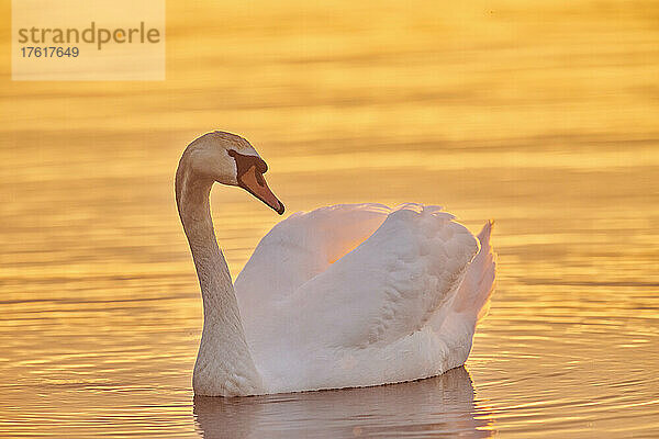 Höckerschwan (Cygnus olor) schwimmt auf der Donau bei Sonnenuntergang; Bayern  Deutschland