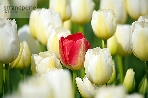 Eine rote Tulpe zwischen weißen und gelben Tulpen; Woodburn  Oregon  Vereinigte Staaten von Amerika