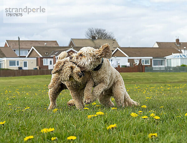 Zwei blonde Cockapoo-Hunde spielen zusammen auf einem Feld mit Gras und Löwenzahn und Häusern im Hintergrund; South Shields  Tyne and Wear  England