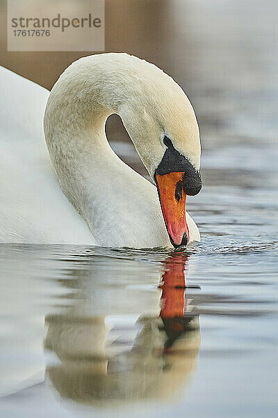 Höckerschwan (Cygnus olor) beim Schwimmen auf der Donau; Bayern  Deutschland