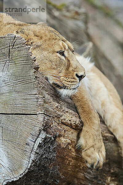 Asiatische Löwin (Panthera leo leo) oder Indische Löwin  auf einem Baumstamm ruhend; Deutschland