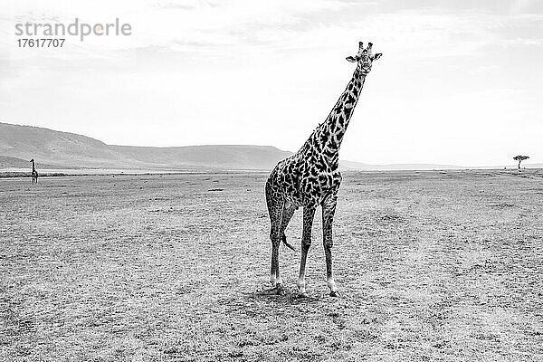 Porträt einer Giraffe (Giraffa)  die im Grasland der Savanne steht und in die Kamera schaut  mit einer anderen Giraffe  die in der Ferne steht; Maasai Mara National Park  Kenia  Afrika