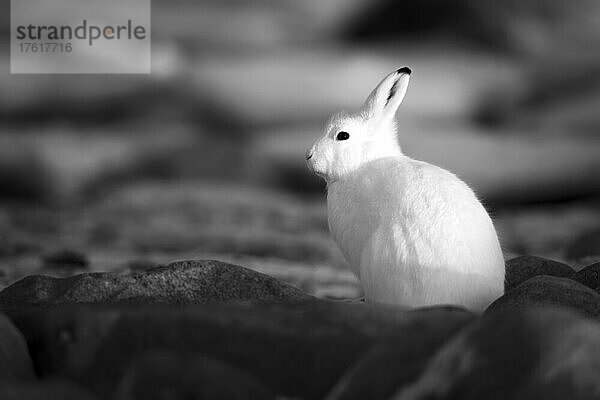 Schwarz-Weiß-Bild eines Polarhasen (Lepus arcticus)  der bei Sonnenuntergang zwischen Felsen sitzt; Arviat  Nunavut  Kanada