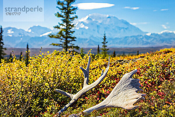Karibu-Geweih in der Herbsttundra mit Mount Denali (McKinley) im Hintergrund; Denali National Park and Preserve  Interior Alaska  Alaska  Vereinigte Staaten von Amerika