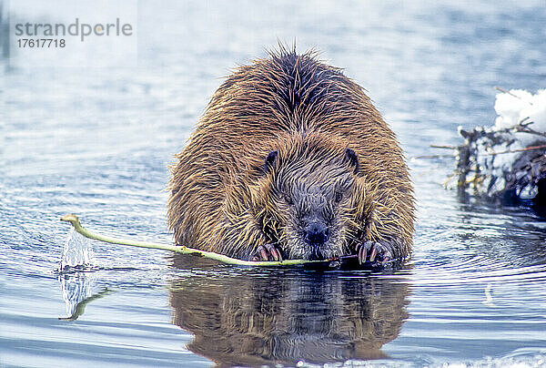 Nahaufnahme eines Bibers (Castor canadensis)  der an einem Zweig im Wasser kaut; Vereinigte Staaten von Amerika