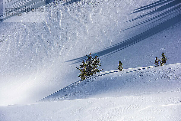 Schneeverwehungen an den Hängen des Big Game Ridge mit Whitebark-Kiefern (Pinus albicaulis)  die auf einem Hügel im Yellowstone National Park im Winter stehen; Vereinigte Staaten von Amerika