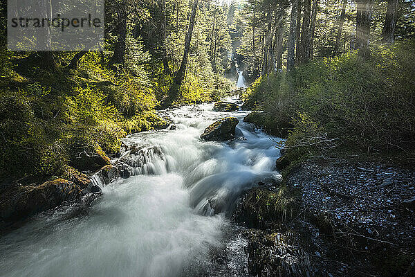 Schöner Bach und Wasserfall durch den Wald  Salmon Run 2; Anchorage  Alaska  Vereinigte Staaten von Amerika