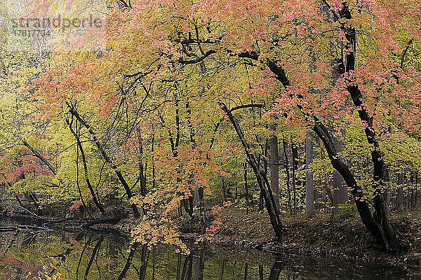 Herbstlaub entlang des C&O-Kanals; Chesapeake and Ohio Canal National Park  Cabin John  Maryland