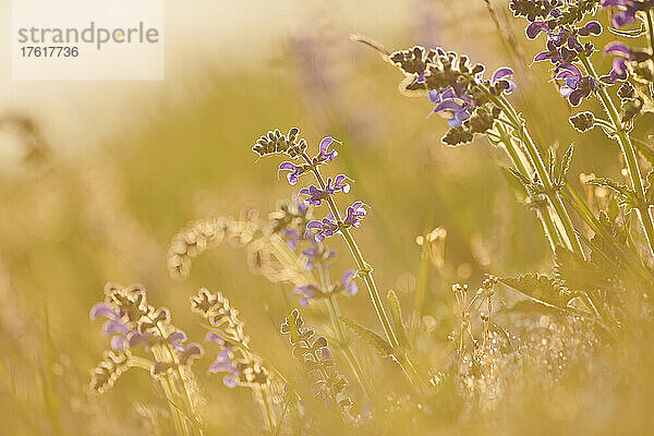 Blühender Wiesensalbei (Salvia pratensis) auf einer Wiese im Nationalpark Bayerischer Wald; Bayern  Deutschland