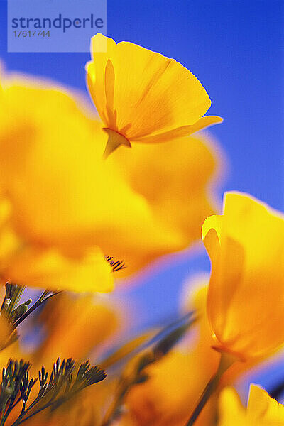 Kalifornische Mohnblumen (Eschscholzia californica) blühen an einem sonnigen Tag vor blauem Himmel; Hood River  Oregon  Vereinigte Staaten von Amerika