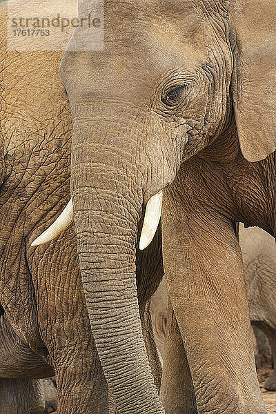 Afrikanische Elefanten (Loxodonta africana) im Meeresschutzgebiet des Addo-Elefanten-Nationalparks  Ostkap von Südafrika; Südafrika