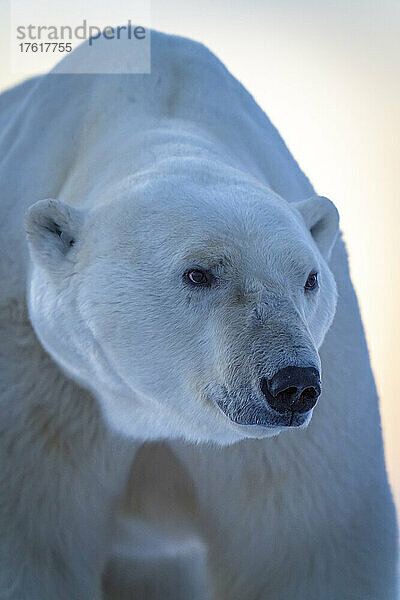 Nahaufnahme eines Eisbären (Ursus maritimus) auf der Tundra; Arviat  Nunavut  Kanada