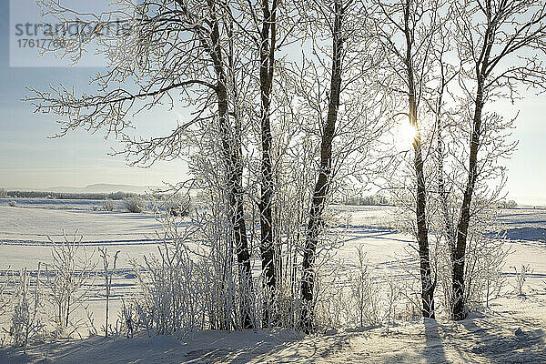 Schönes Morgenlicht auf mit Raureif bedeckten Bäumen; Thunder Bay  Ontario  Kanada