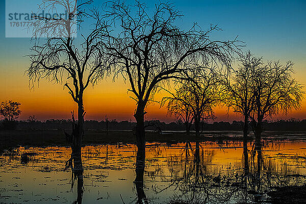 Silhouette einer Reihe von abgestorbenen Bäumen mit dem Sonnenuntergang  dessen orangefarbenes Leuchten sich im Fluss spiegelt; Okavango-Delta  Afrika