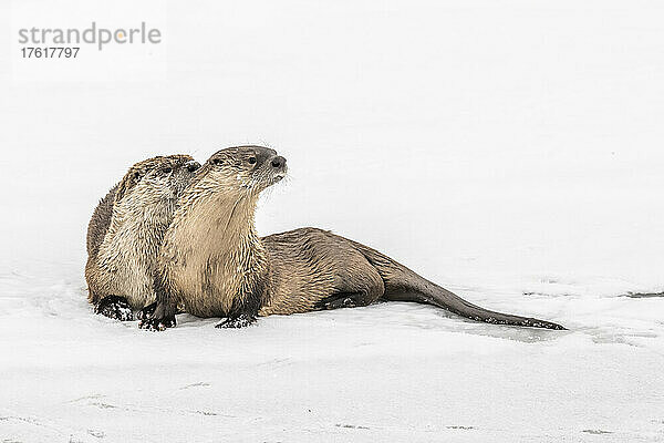 Nördliche Flussotter (Lutra canadensis) liegen auf dem Eis und zeigen Zuneigung; Montana  Vereinigte Staaten von Amerika