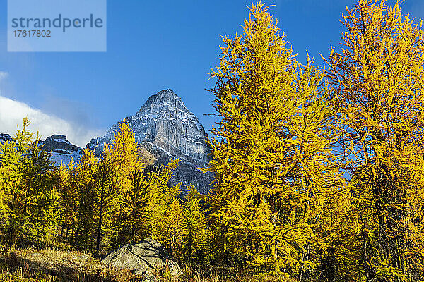 Goldene Lärchen im Larch Valley im Banff National Park; Alberta  Kanada