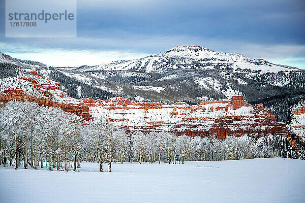 Schnee bedeckt die Berge und einen Espenwald; Cedar City  Utah  Vereinigte Staaten von Amerika