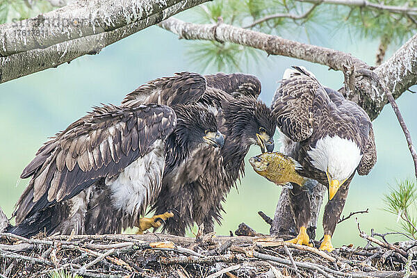 Nahaufnahme eines ausgewachsenen Weißkopfseeadlers (Haliaeetus leucocephalus) mit seinen beiden jungen Küken  die im Nest einen Fisch fressen; Minnesota  Vereinigte Staaten von Amerika