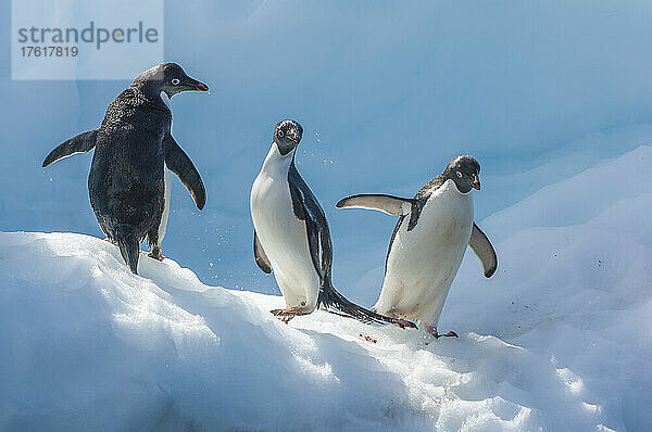 Drei Adeliepinguine (Pygoscelis adeliae) stehen auf einer Eisformation und schauen an einem sonnigen Tag in die Kamera. Adeliepinguine sind die kleinsten der auf dem antarktischen Kontinent lebenden Pinguine. Sie sind etwa 28 Zentimeter groß und wiegen etwa 8 bis 9 Pfund. Sie haben einen weißen Bauch und einen schwarzen Kopf und Rücken; Antarktis