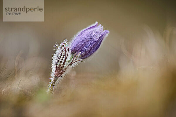 Europäische Fingerhutblume (Pulsatilla vulgaris); Bayern  Deutschland