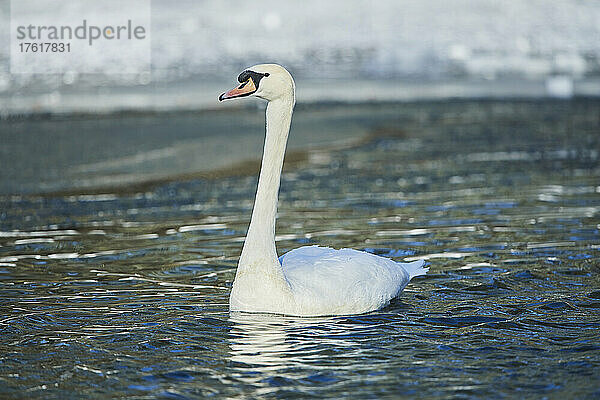 Höckerschwan (Cygnus olor) schwimmt auf einem See; Bayern  Deutschland