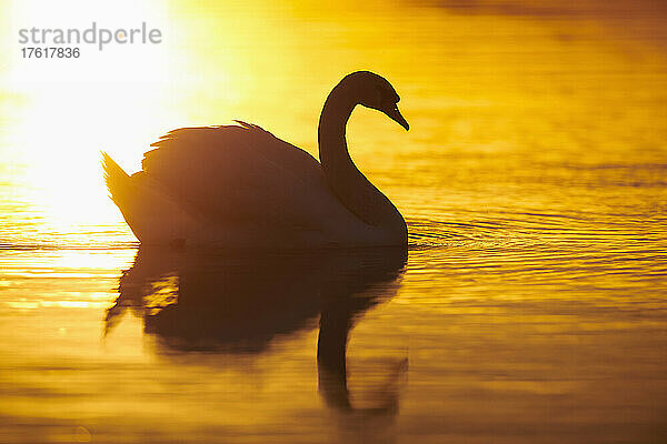 Höckerschwan (Cygnus olor) schwimmt auf der Donau bei Sonnenuntergang; Bayern  Deutschland