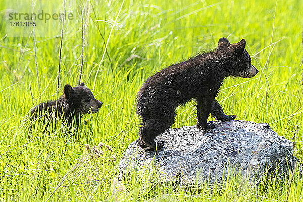 Zwei amerikanische Schwarzbärenjunge (Ursus americanus) erkunden eine leuchtend grüne Graswiese im Yellowstone-Nationalpark. Der Amerikanische Schwarzbär ist eine von acht Bärenarten auf der Welt und eine von drei auf dem nordamerikanischen Kontinent; Wyoming  Vereinigte Staaten von Amerika