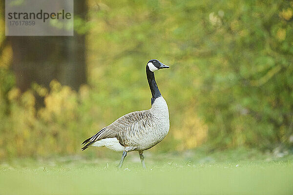 Kanadagans (Branta canadensis) auf einer Wiese im Herbst; Frankonia  Bayern  Deutschland