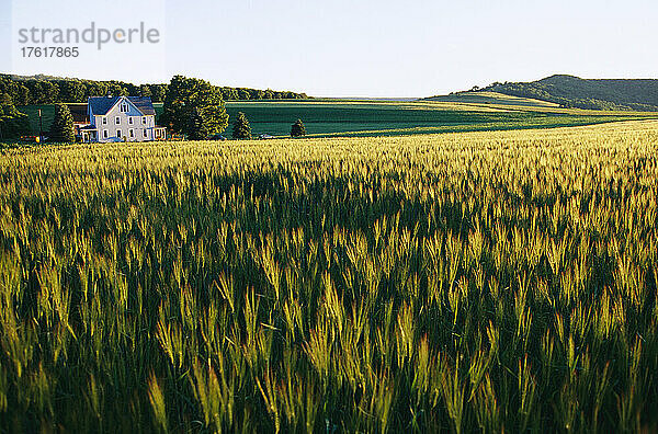 In der Sonne leuchtende Weizenfelder und ein Farmhaus in der Ferne; Youghiogheny River Valley  Pennsylvania.
