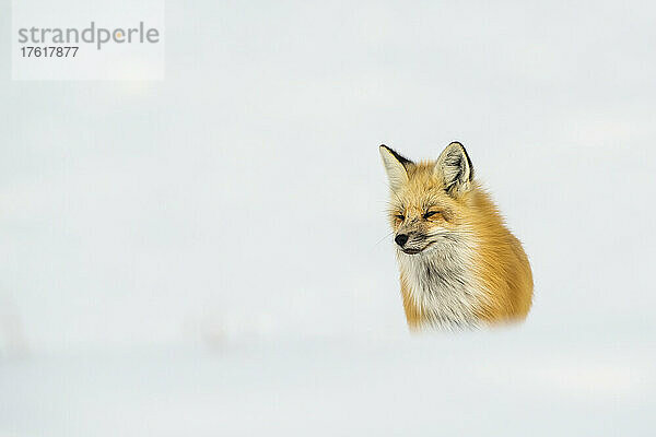 Rotfuchs (Vulpes vulpes) im Schnee; Vereinigte Staaten von Amerika