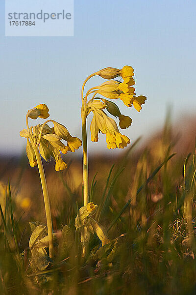 Gewöhnliche Schlüsselblume oder Schlüsselblume (Primula veris); Bayern  Deutschland