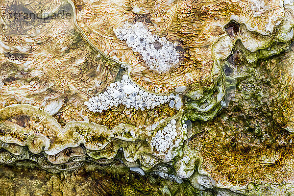 Detail von Algen  Thermophilen und Mineralablagerungen aus einem thermischen Abflusskanal an der Grassy Spring in Mammoth Hot Springs; Yellowstone National Park  Vereinigte Staaten von Amerika