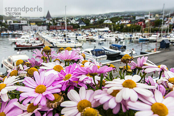 Nahaufnahme von rosa Blumen mit Blick auf den Innenhafen von Torshavn.