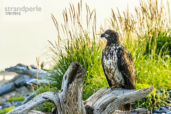 Unreifer Weißkopfseeadler  Haliaeetus leucocephalus  sitzt auf Treibholz.