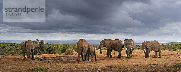 Afrikanische Elefanten (Loxodonta) versammeln sich um eine Wasserstelle im Addo Elephant National Park unter einem stürmischen Himmel; Ostkap  Südafrika