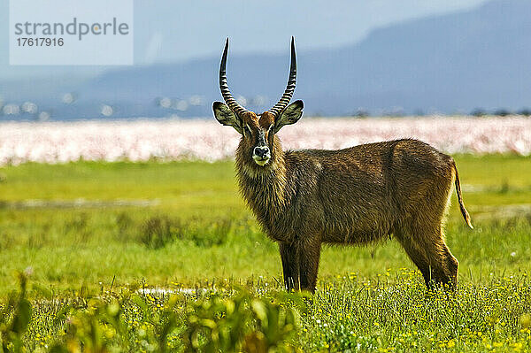 Ein Wasserbock  Kobus ellipsiprymnus  mit entfernten Flamingos  Kenia; Lake Nakuru National Park  in der Nähe von Nakuru  im Rift Valley  Kenia.