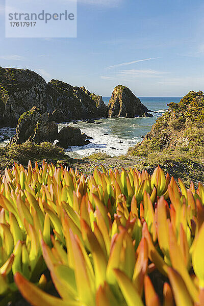 Vegetation und zerklüftete Felsen entlang der Küstenlinie am Praia da Azenha do Mar in Porugal; Alentejo  Portugal