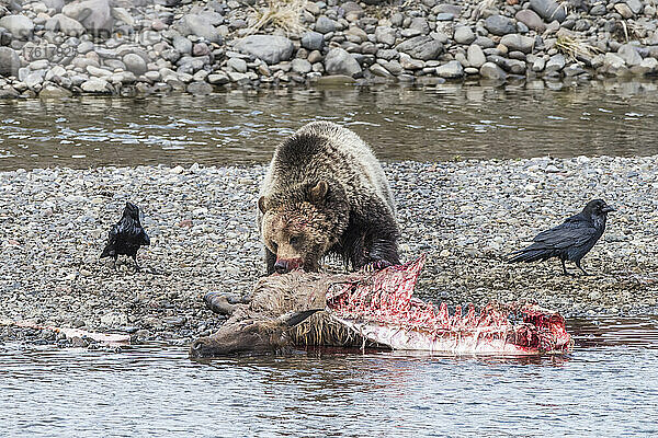 Braunbär (Ursus arctos) bei der Fütterung eines Elchkadavers am Wasser  während ein Rabenpaar (Corvus corax) in der Nähe steht  um Nahrungsreste zu erbeuten; Yellowstone National Park  Vereinigte Staaten von Amerika