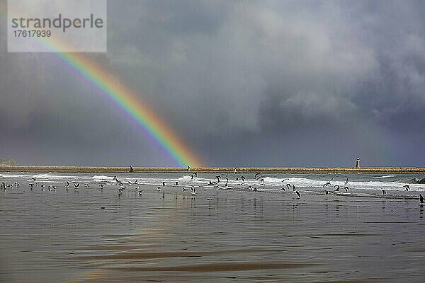 Ein Schwarm Möwen genießt die Brandung nach einem Sturm mit einem hellen Regenbogen in den Gewitterwolken  der sich auf dem nassen Strand darunter spiegelt; South Shields  Tyne and Wear  England