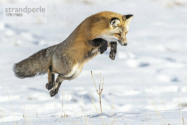 Ein Rotfuchs (Vulpes vulpes) auf der Jagd nach Mäusen und anderen Nagetieren springt in die Luft  um sich an einem sonnigen Wintertag auf seine unter dem Schnee versteckte Beute zu stürzen; Yellowstone National Park  Wyoming  Vereinigte Staaten von Amerika