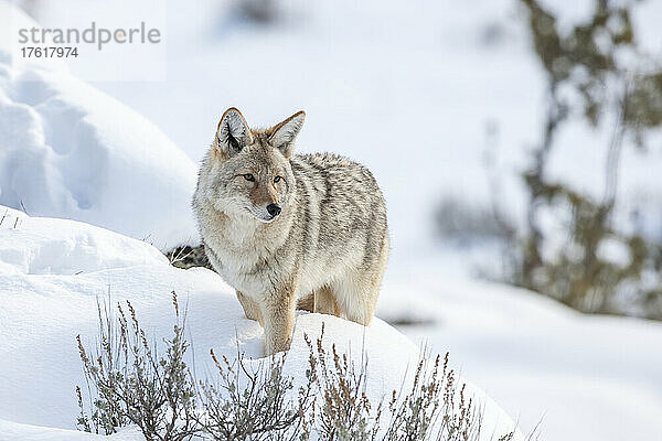 Porträt eines Kojoten (Canis latrans)  der in einer Schneewehe steht und über die winterliche Landschaft wacht; Montana  Vereinigte Staaten von Amerika